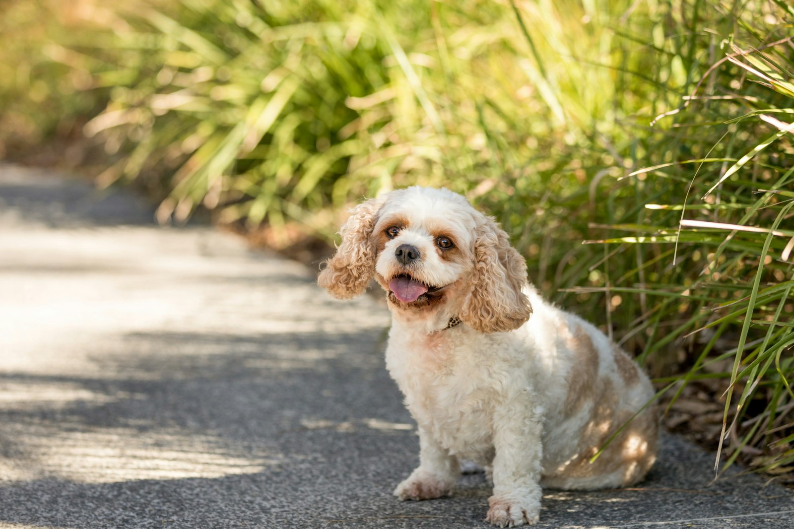 2018-0117-Tilly (1 of 38) - All Rights Reserved © 2018 Jo Lyons Photography
