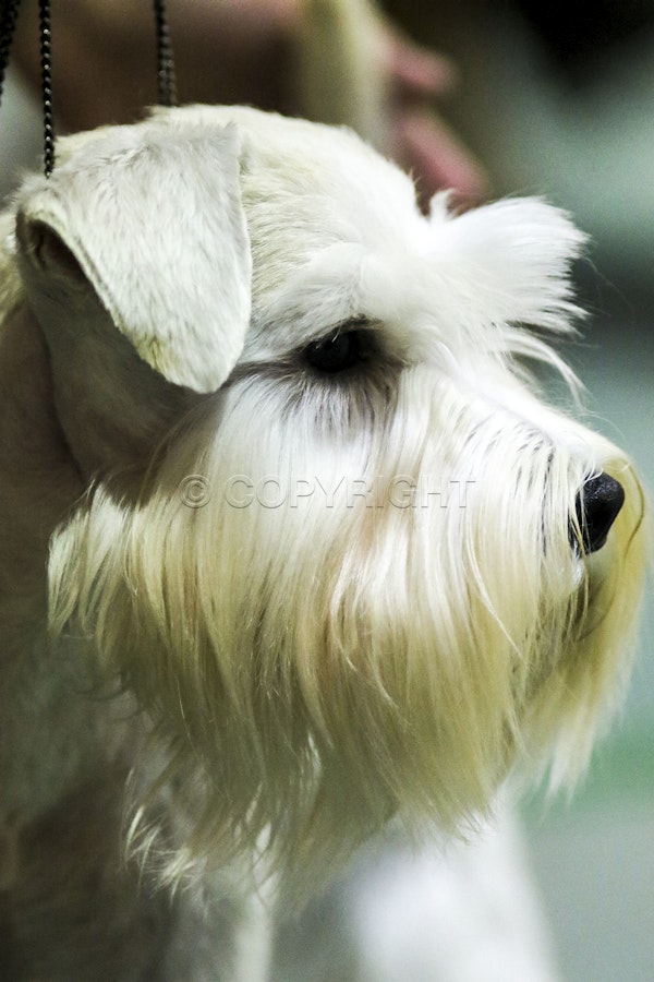 Aust Ch Yarrowfell Alls Forgiven CD ET CGC TT 4528 | ffire photography