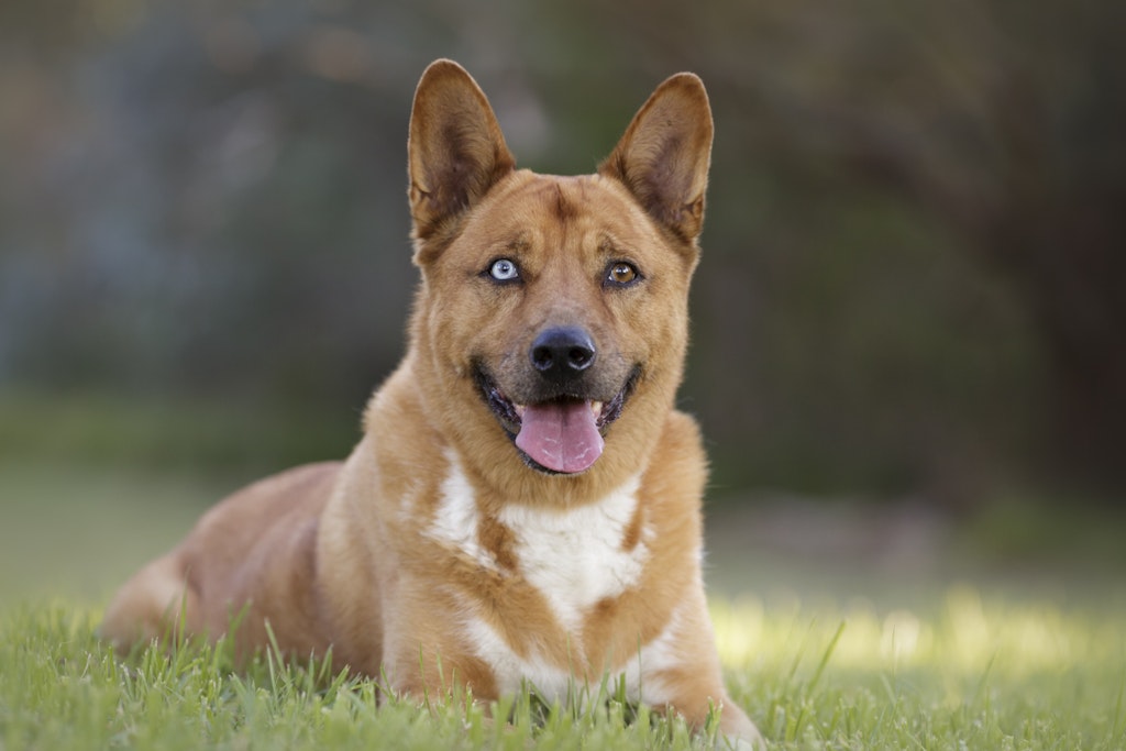 mixed breed dog